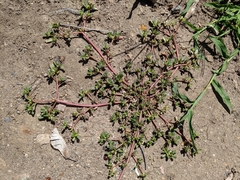 Portulaca oleracea