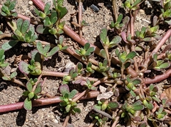 Portulaca oleracea