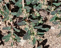 Euphorbia maculata