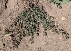 Euphorbia maculata