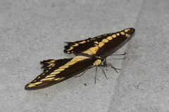 Papilio ornythion ornythion