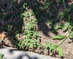 Euphorbia maculata
