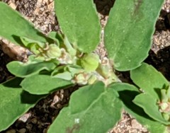 Euphorbia maculata