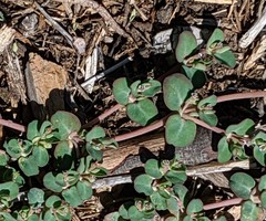Euphorbia serpens