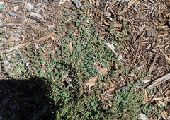 Euphorbia serpens