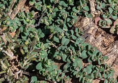 Euphorbia serpens
