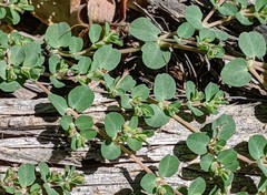 Euphorbia serpens