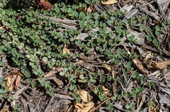 Euphorbia serpens