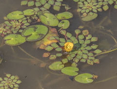 Ludwigia sedoides