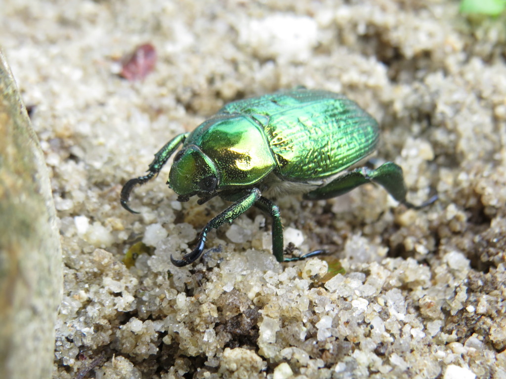 Chalcoplethis kirbii