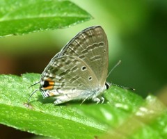 Catochrysops