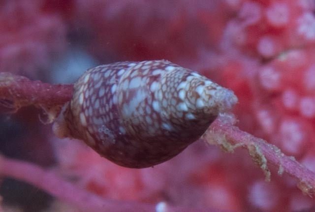 Mitrella albuginosa
