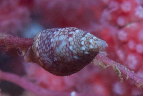 Mitrella albuginosa