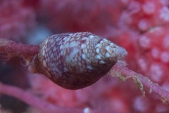 Mitrella albuginosa