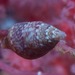 Mitrella albuginosa