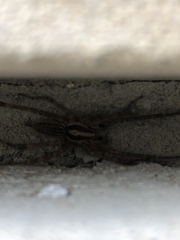 Agelenopsis
