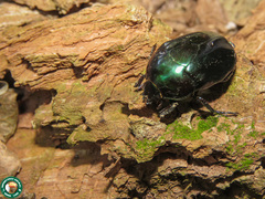 Lagochile emarginata