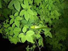 Stilpnochlora nanna