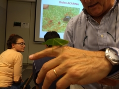 Stilpnochlora nanna