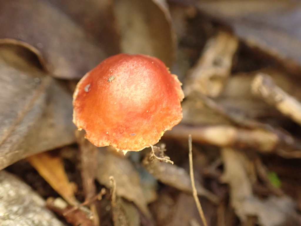 Leratiomyces ceres · April 2025 · photo: © ecoman (iNaturalist, cc-by)
