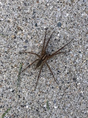 Agelenopsis