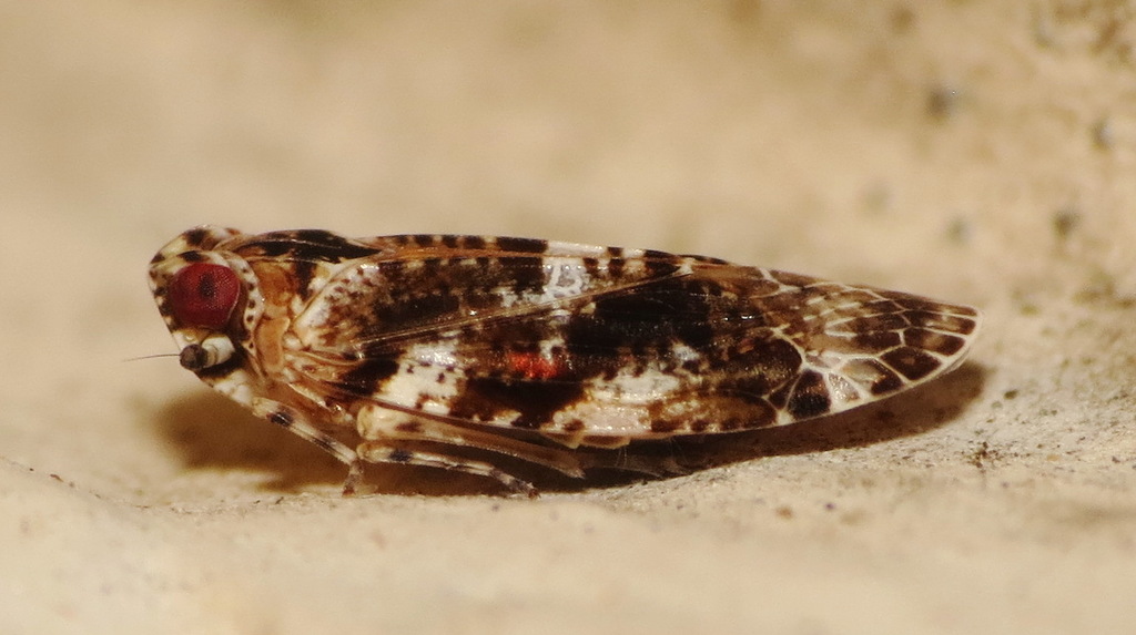 Catonia cinctifrons