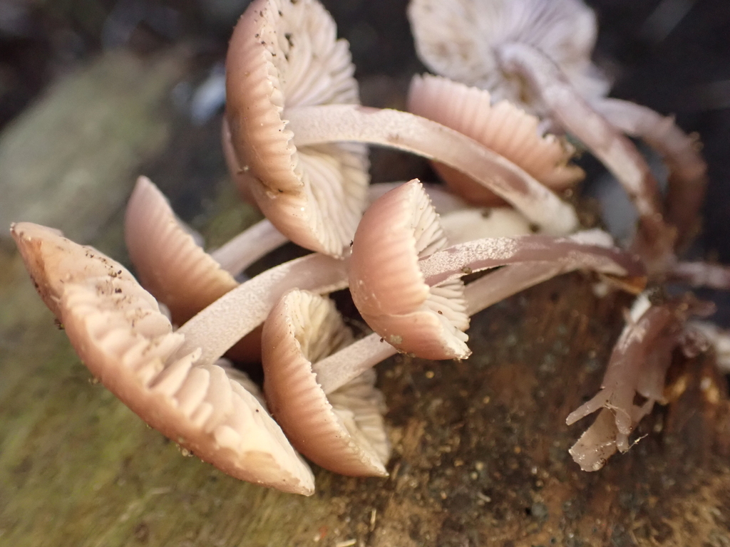 Mycena clarkeana · April 2025 · photo: © ecoman (iNaturalist, cc-by)