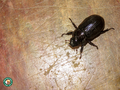 Cyclocephala cribrata