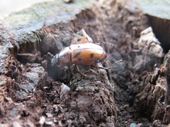 Cyclocephala discolor