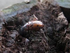 Cyclocephala discolor