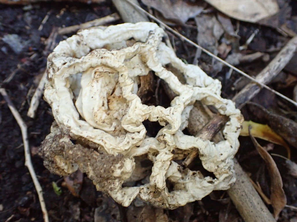 Ileodictyon cibarium · April 2025 · photo: © ecoman (iNaturalist, cc-by)