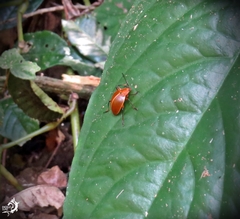 Ellipticus testaceus