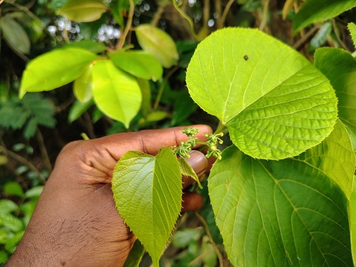 Cissus repens, photograph 5