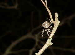 Araneus angulatus