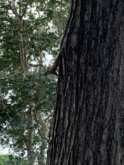 Sciurus carolinensis