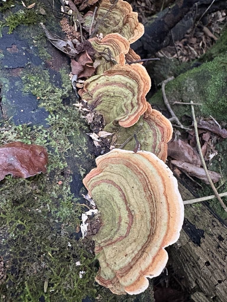 Stereum ostrea · April 2025 · photo: © mitchell_ousey (iNaturalist, cc-by)