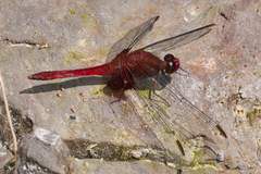Erythrodiplax ines