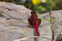 Erythrodiplax ines