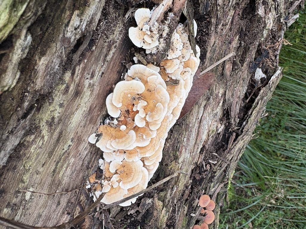 Cerrena zonata · April 2025 · photo: © mitchell_ousey (iNaturalist, cc-by)