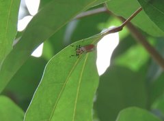 Bothrogonia ferruginea