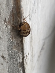 Cryptocephalus fulguratus