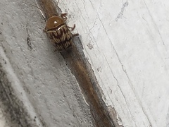 Cryptocephalus fulguratus