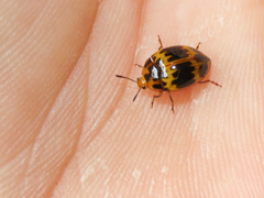 Iphiclus signatus