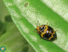 Iphiclus signatus