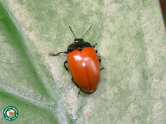 Iphiclus bicolor