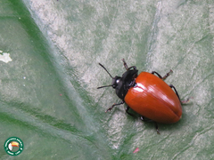 Iphiclus bicolor