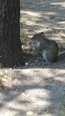 Sciurus alleni