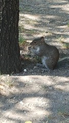 Sciurus alleni