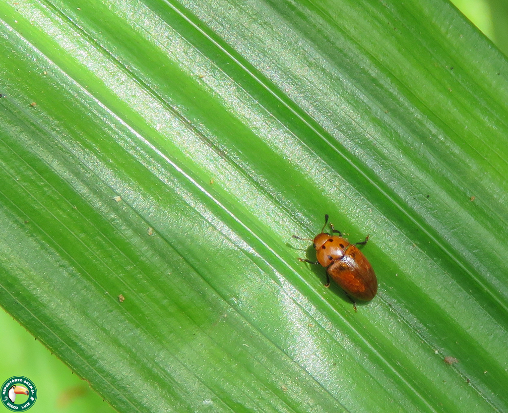 Mycotretus minutus