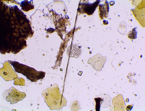 Pediastrum duplex